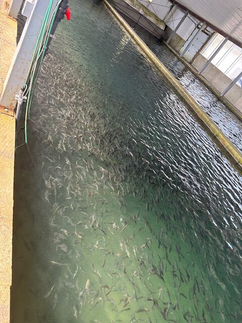 ozone aquaculture